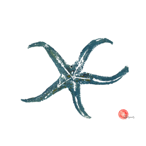 Affiche Étoile de mer 24 × 30 cm